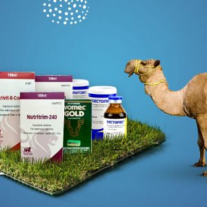 علاجات الابل